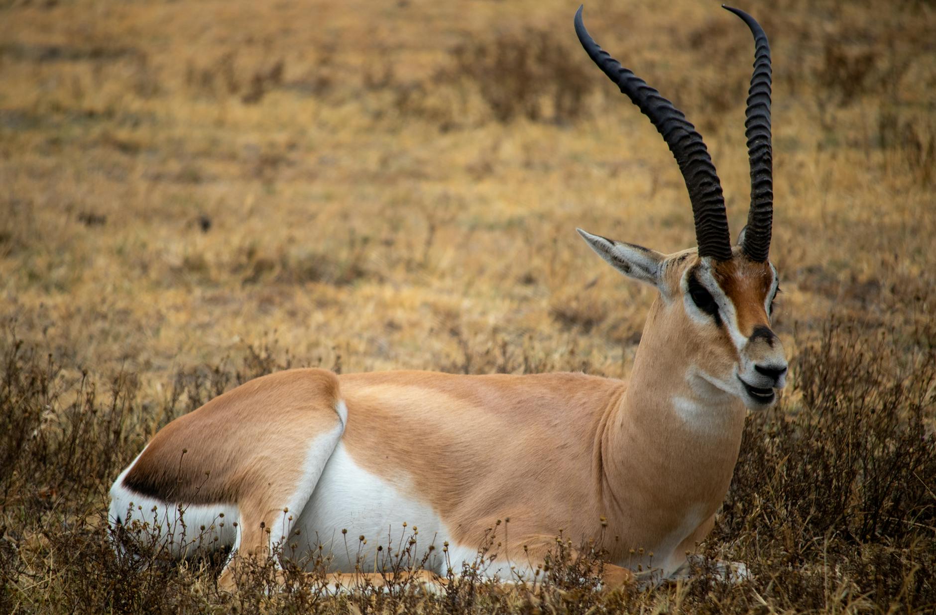 Rozliczanie dotacji krok po kroku w gminie: dokumenty, terminy, kontrole Gazela Granta leżąca na suchej trawie