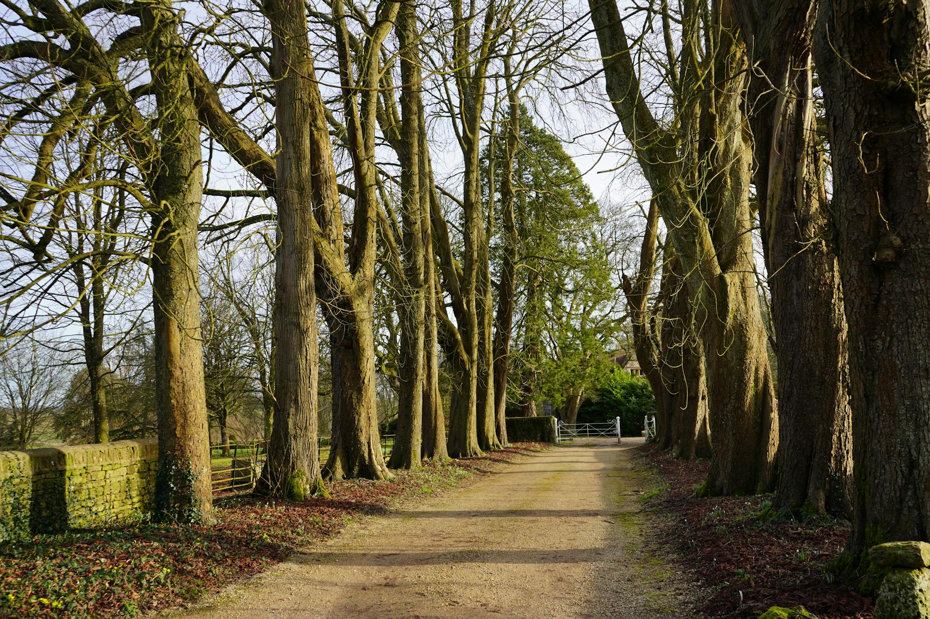 Polna droga wśród wysokich bezlistnych drzew przypominająca alejową trasę
